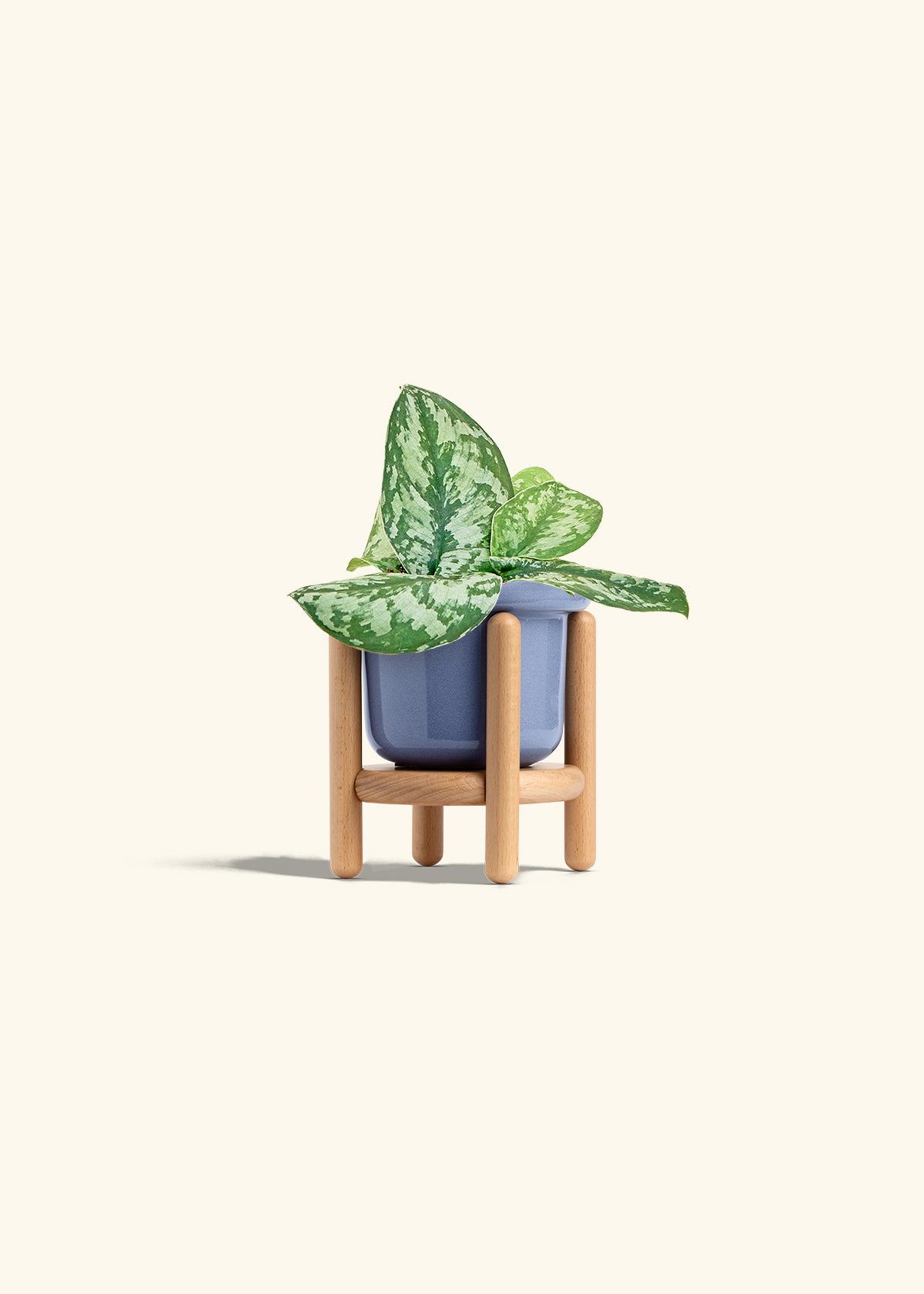 Silver Pothos Exotica in a 4 inches Fat Lip Blue Planter in a Beech Wood Stand