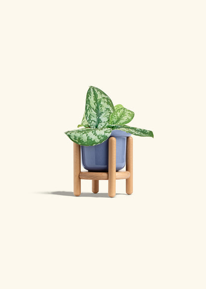 Silver Pothos Exotica in a 4 inches Fat Lip Blue Planter in a Beech Wood Stand