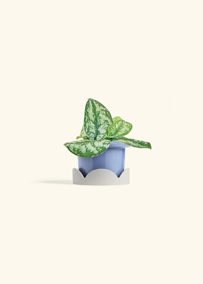 Silver Pothos Exotica in a 4 inches Fat Lip Blue Planter in a Oat Petal Drip Tray