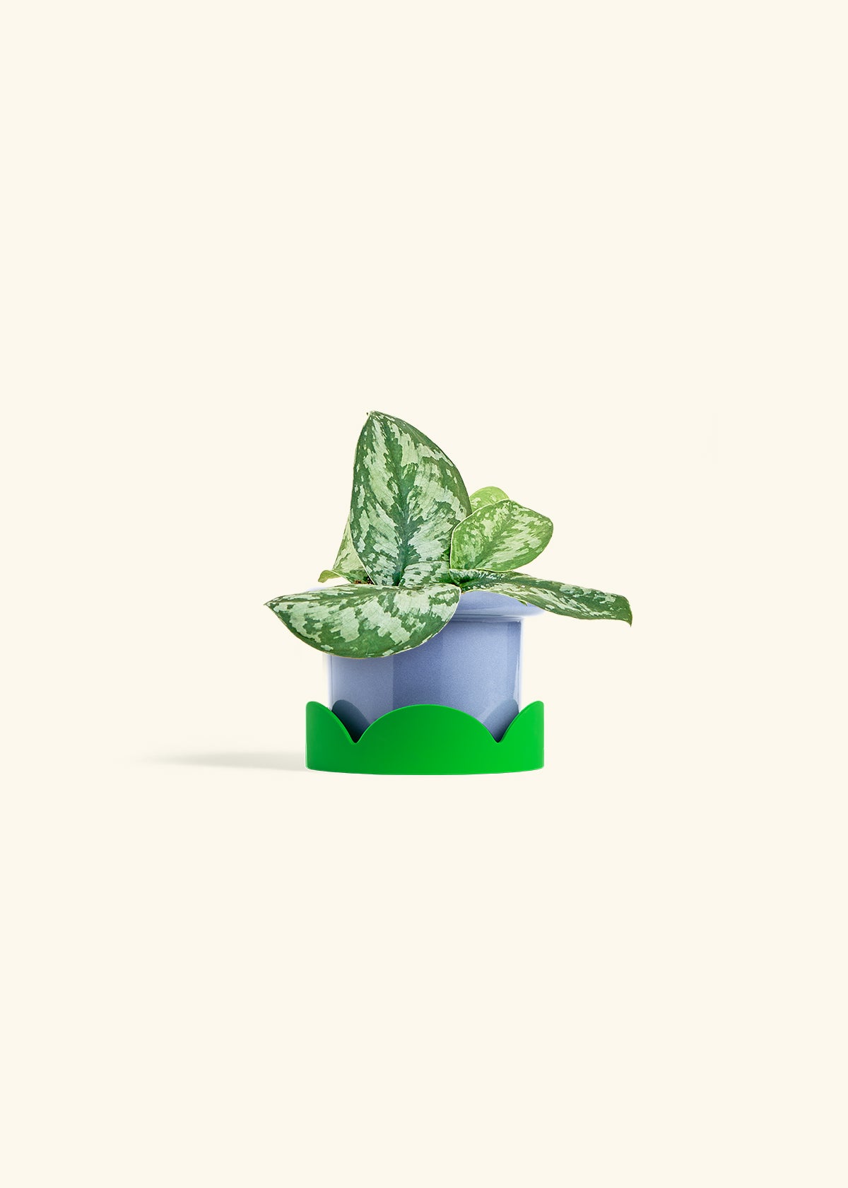 Silver Pothos Exotica in a 4 inches Fat Lip Blue Planter in a Shamrock Petal Drip Tray