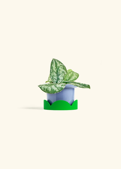 Silver Pothos Exotica in a 4 inches Fat Lip Blue Planter in a Shamrock Petal Drip Tray
