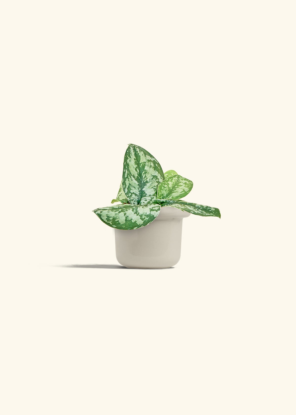 Silver Pothos Exotica in a 4 inches Fat Lip Oat Planter 