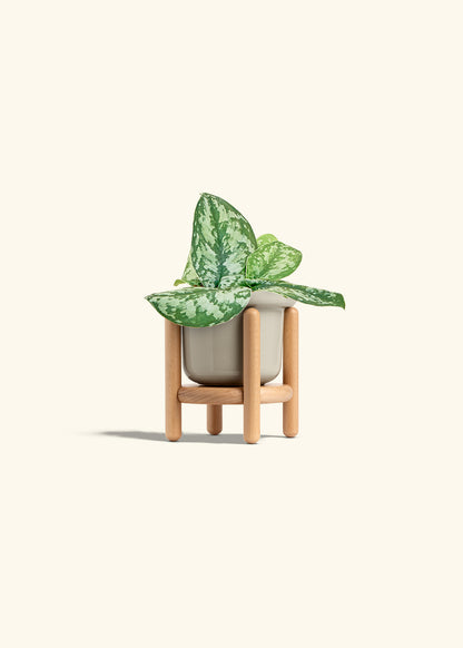 Silver Pothos Exotica in a 4 inches Fat Lip Oat Planter in a Beech Wood Stand