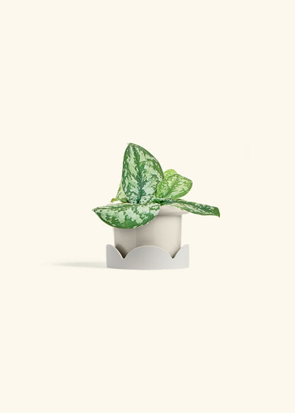 Silver Pothos Exotica in a 4 inches Fat Lip Oat Planter in a Oat Petal Drip Tray