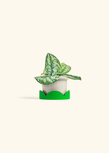 Silver Pothos Exotica in a 4 inches Fat Lip Oat Planter in a Shamrock Petal Drip Tray