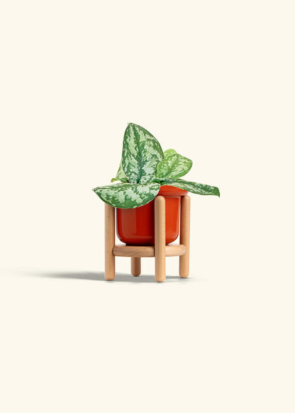 Silver Pothos Exotica in a 4 inches Fat Lip Red Planter in a Beech Wood Stand