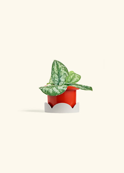 Silver Pothos Exotica in a 4 inches Fat Lip Red Planter in a Oat Petal Drip Tray