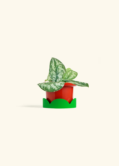 Silver Pothos Exotica in a 4 inches Fat Lip Red Planter in a Shamrock Petal Drip Tray