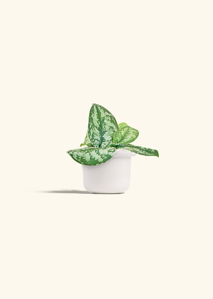 Silver Pothos Exotica in a 4 inches Fat Lip White Planter 