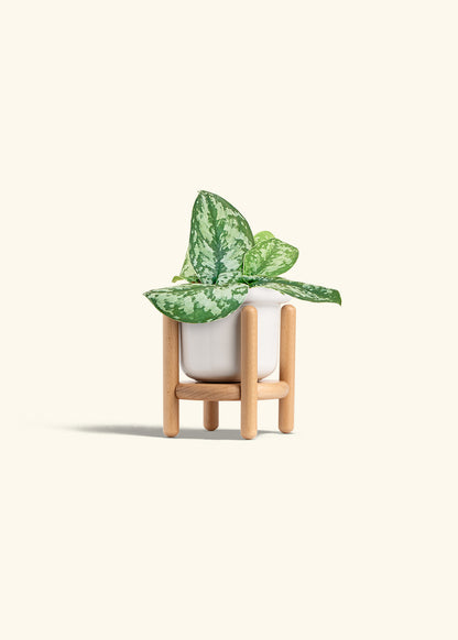Silver Pothos Exotica in a 4 inches Fat Lip White Planter in a Beech Wood Stand