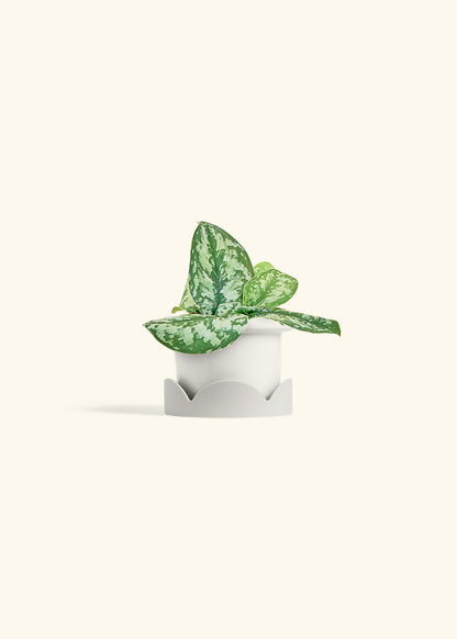 Silver Pothos Exotica in a 4 inches Fat Lip White Planter in a Oat Petal Drip Tray