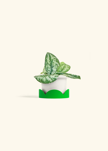 Silver Pothos Exotica in a 4 inches Fat Lip White Planter in a Shamrock Petal Drip Tray