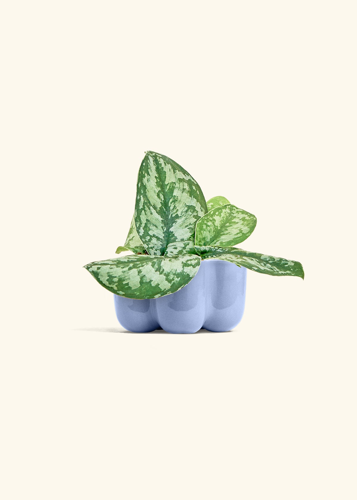 Silver Pothos Exotica in a 4 inches in a Blue Petal Planter