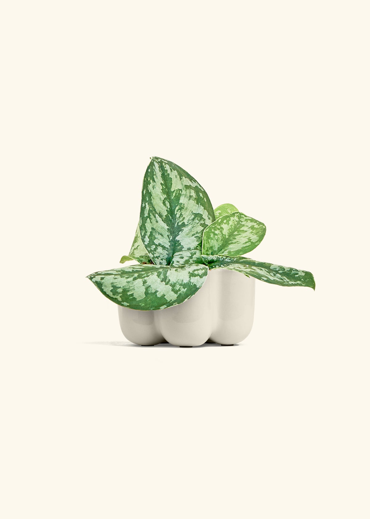 Silver Pothos Exotica in a 4 inches in a Oat Petal Planter