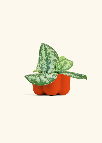 Silver Pothos Exotica in a 4 inches in a Red Petal Planter