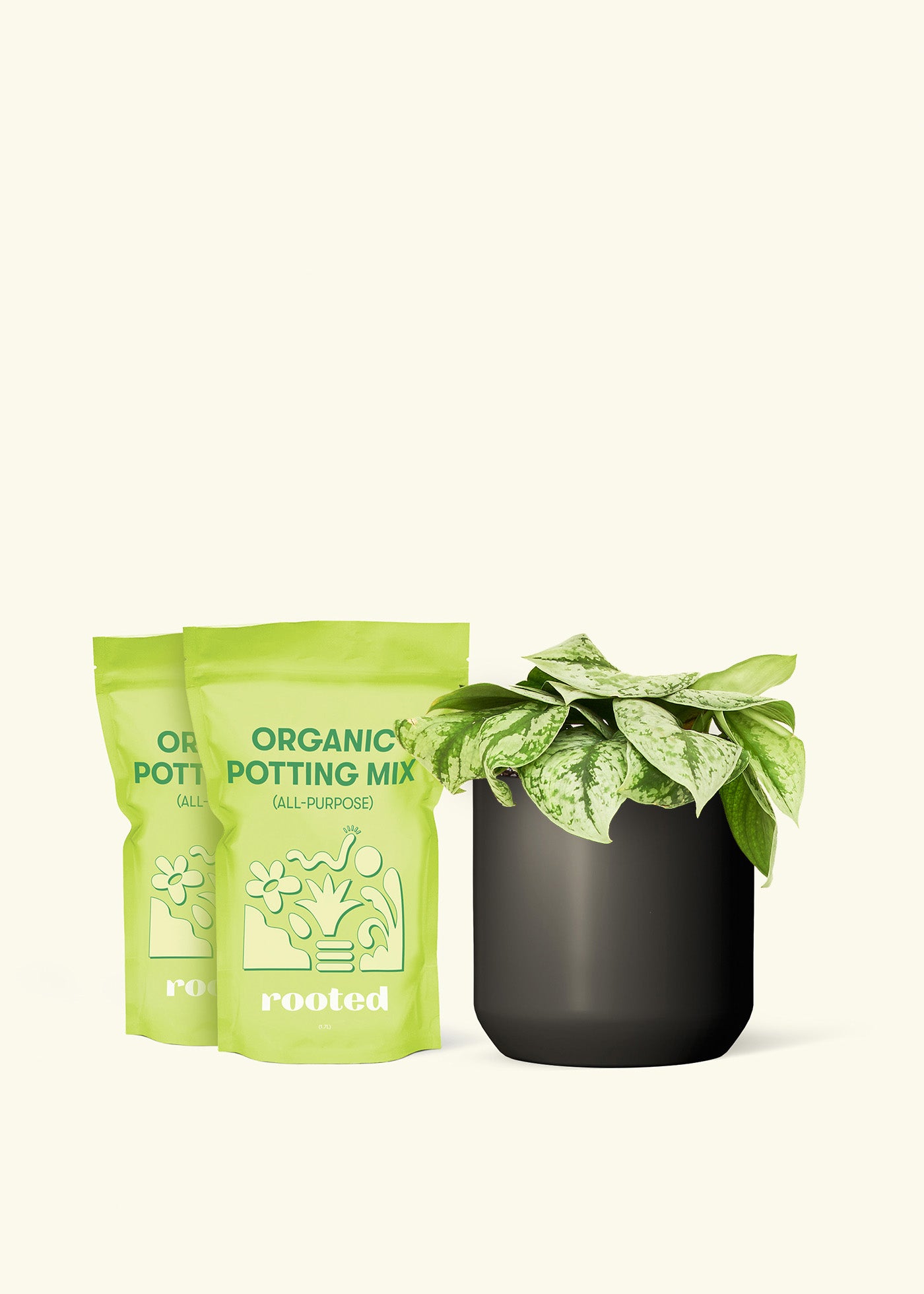 Medium Silver Pothos 'Exotica' in a black cylinder pot and 2 bags of soil.