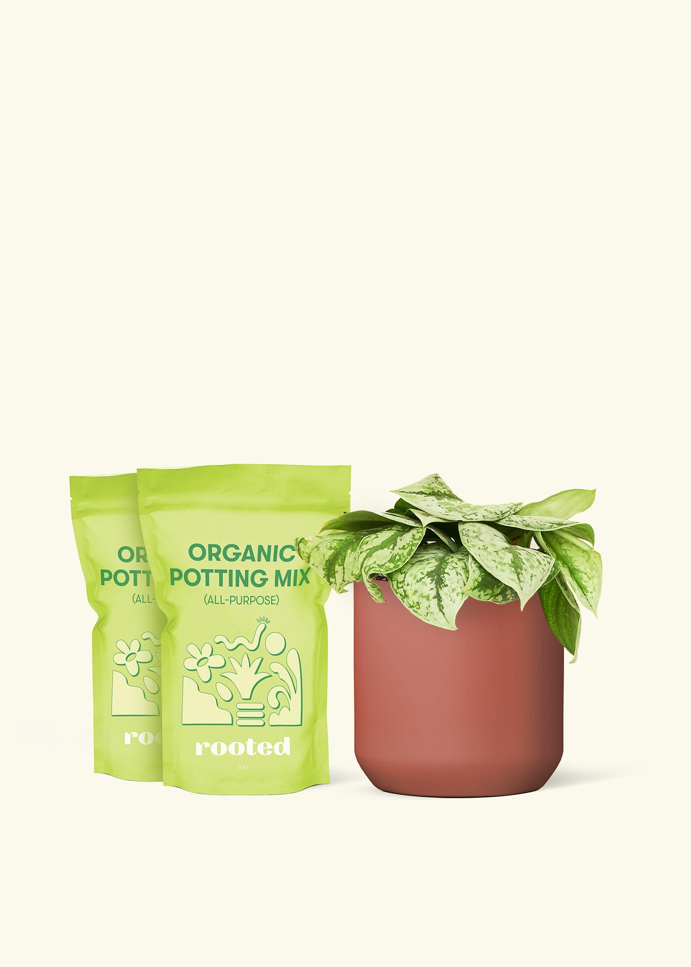Medium Silver Pothos 'Exotica' in a burgundy cylinder pot and 2 bags of soil.