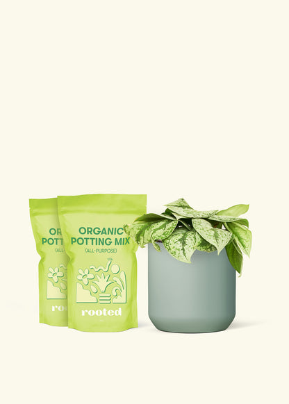 Medium Silver Pothos 'Exotica' in a sage cylinder pot and 2 bags of soil.