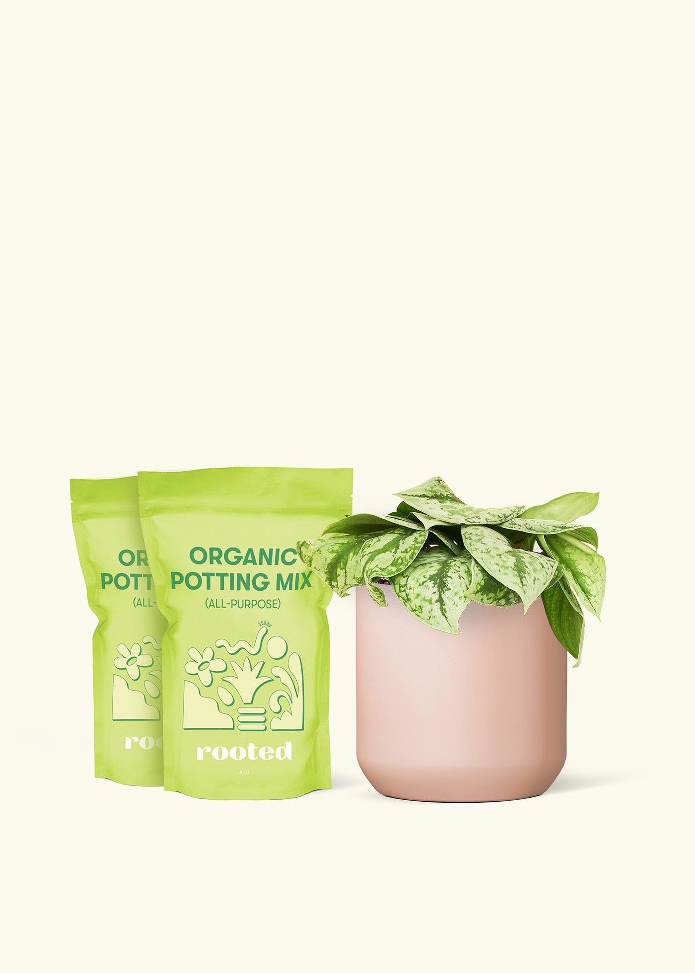 Medium Silver Pothos 'Exotica' in a pink cylinder pot and 2 bags of soil.