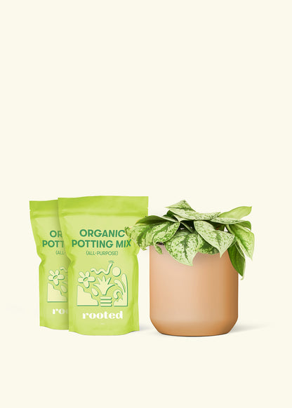 Medium Silver Pothos 'Exotica' in a terracotta cylinder pot and 2 bags of soil.