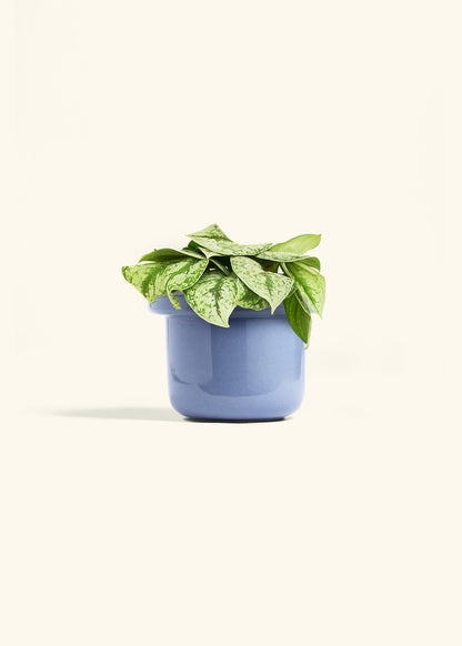 Silver Pothos Exotica in a 6 inches Fat Lip Blue Planter 