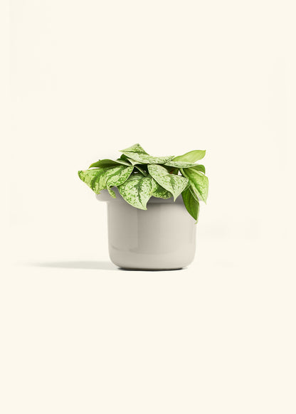 Silver Pothos Exotica in a 6 inches Fat Lip Oat Planter 