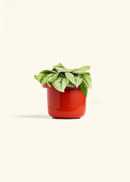 Silver Pothos Exotica in a 6 inches Fat Lip Red Planter 