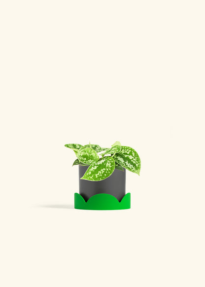 Scindapsus Silvery Ann in a 4 inches Charcoal Classic Cylinder Planter in a Shamrock Petal Drip Tray