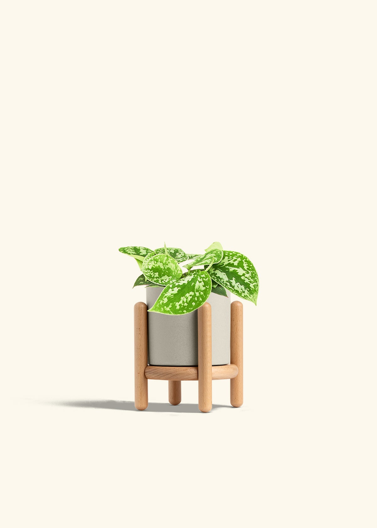 Scindapsus Silvery Ann in a 4 inches Oat Classic Cylinder Planter in a Beech Wood Stand