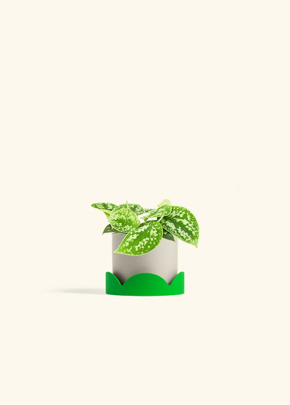 Scindapsus Silvery Ann in a 4 inches Oat Classic Cylinder Planter in a Shamrock Petal Drip Tray