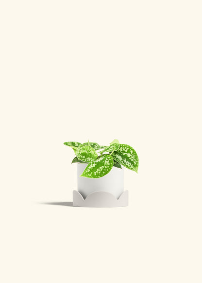 Scindapsus Silvery Ann in a 4 inches White Classic Cylinder Planter in a Beech Wood Stand