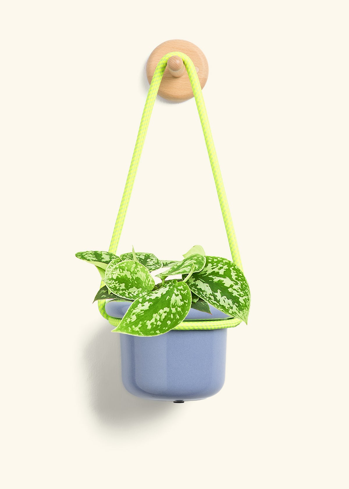 Scindapsus 'Silvery Ann', Small