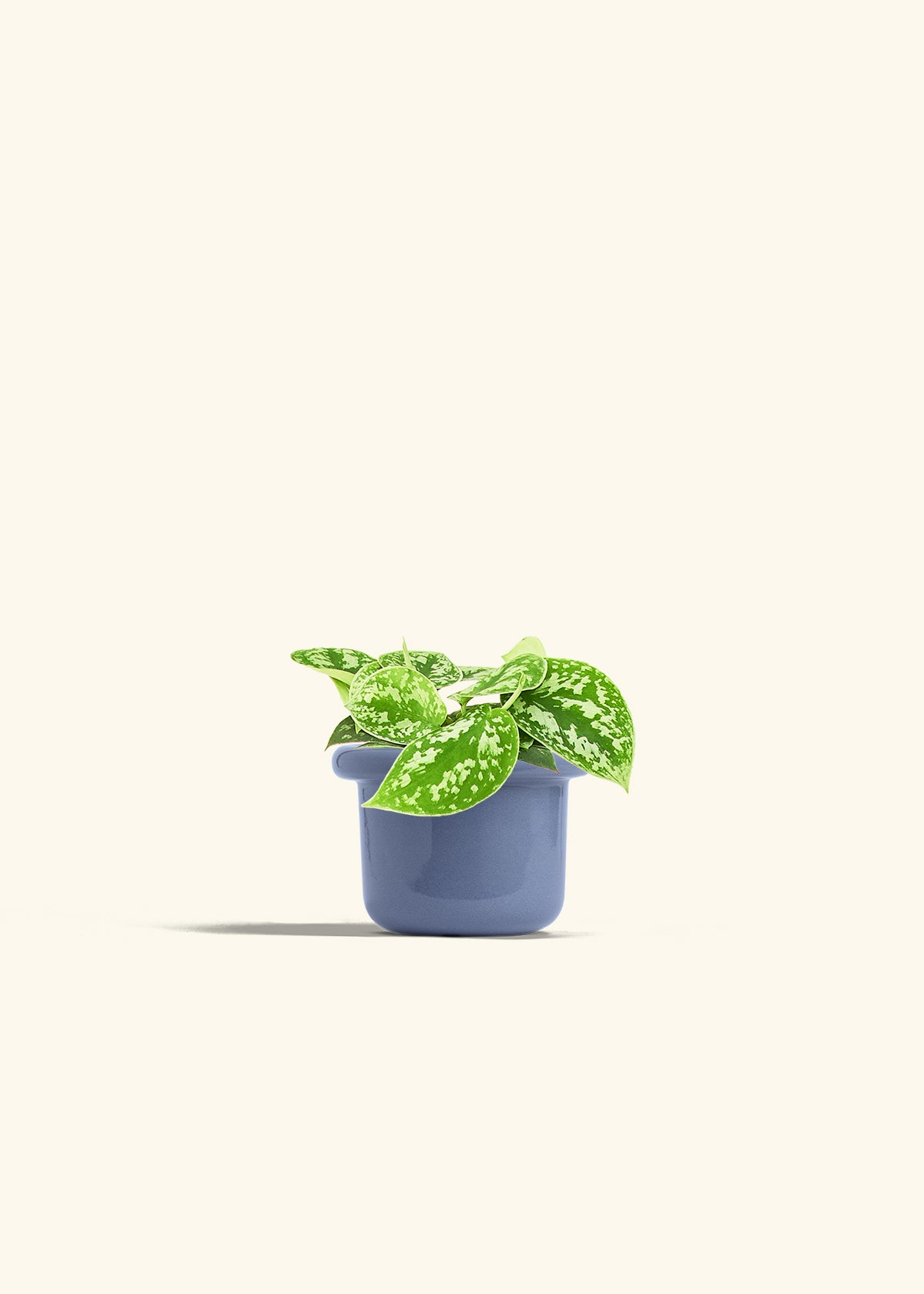 Scindapsus Silvery Ann in a 4 inches Fat Lip Blue Planter 