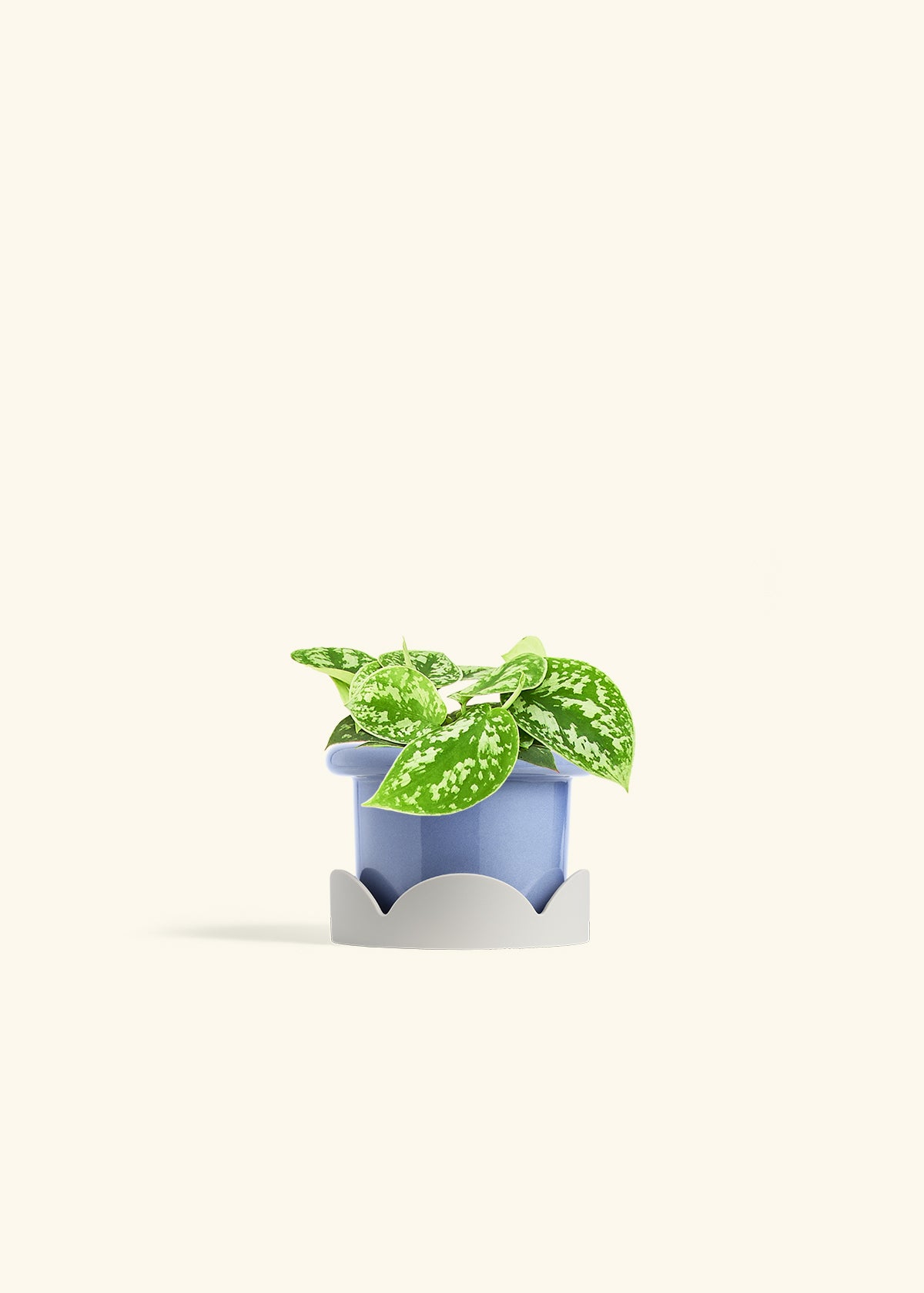 Scindapsus Silvery Ann in a 4 inches Fat Lip Blue Planter in a Oat Petal Drip Tray
