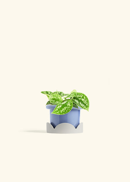 Scindapsus Silvery Ann in a 4 inches Fat Lip Blue Planter in a Oat Petal Drip Tray