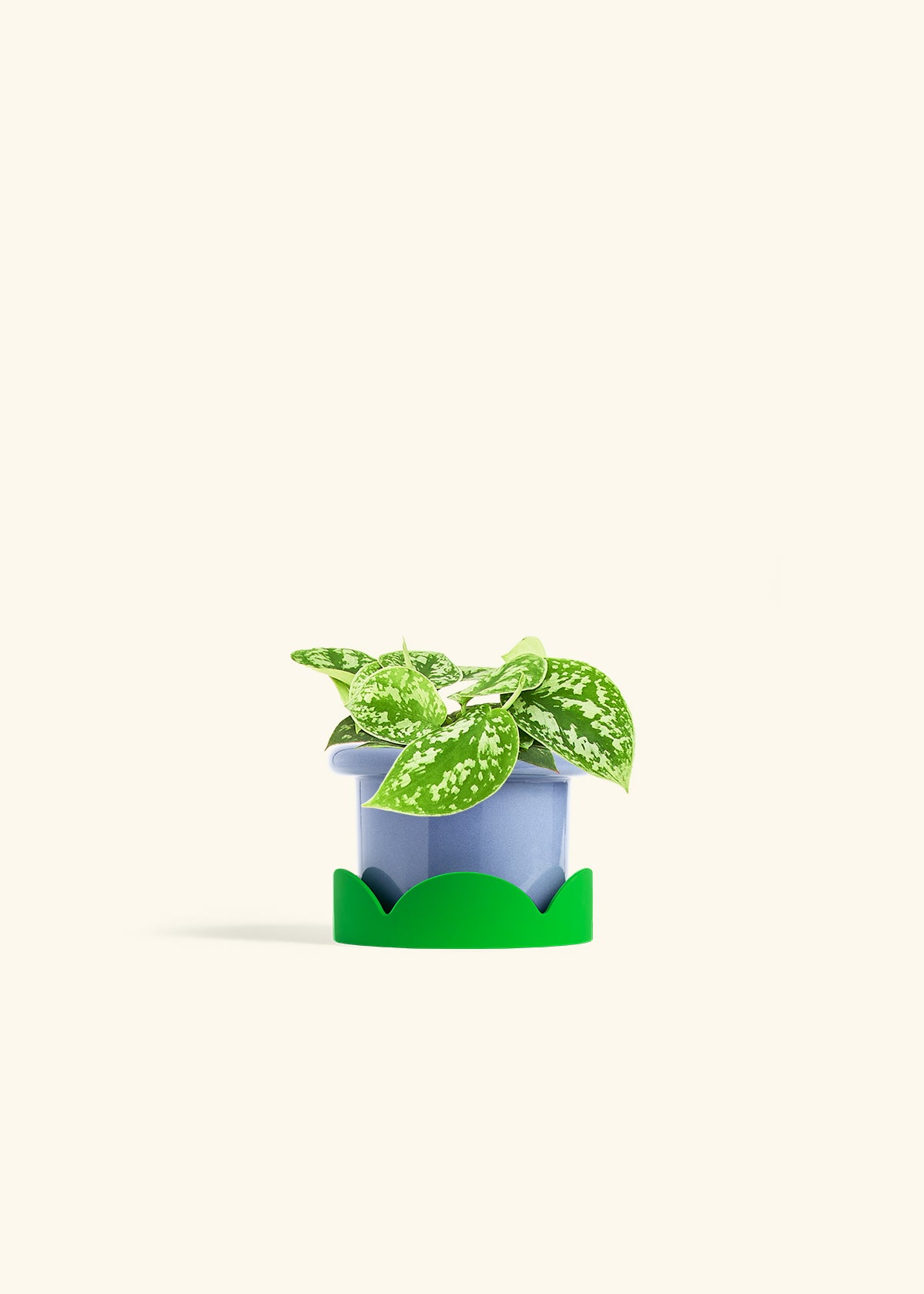 Scindapsus Silvery Ann in a 4 inches Fat Lip Blue Planter in a Shamrock Petal Drip Tray