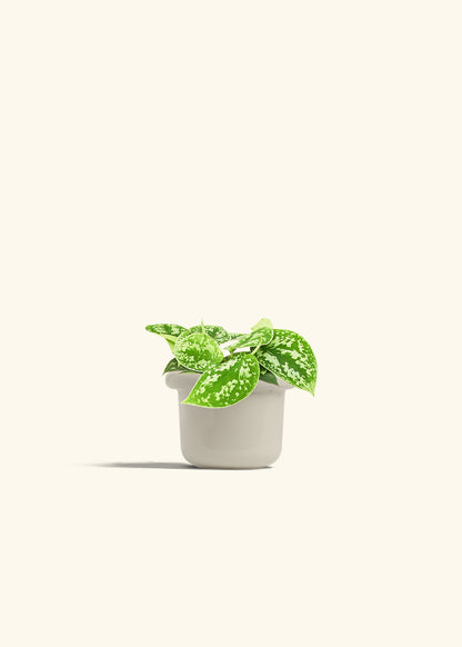Scindapsus Silvery Ann in a 4 inches Fat Lip Oat Planter 