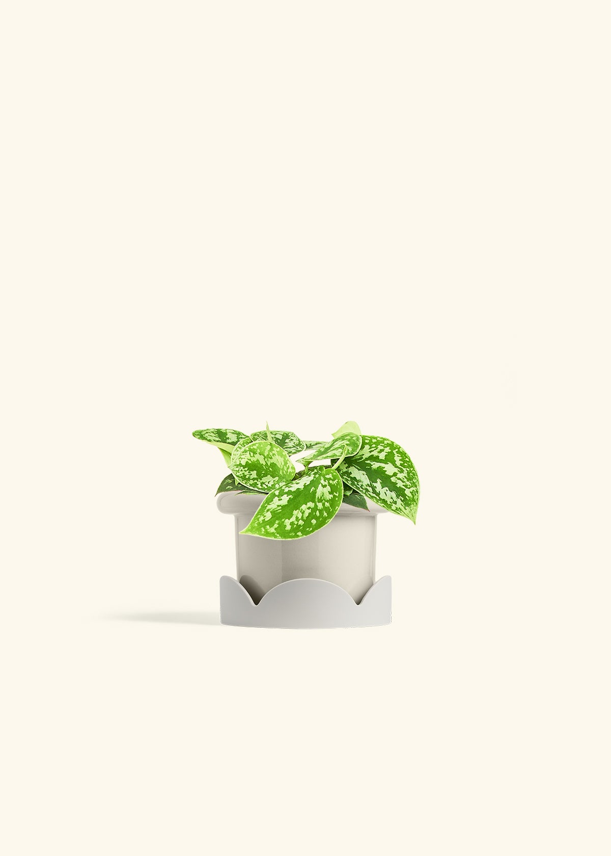 Scindapsus Silvery Ann in a 4 inches Fat Lip Oat Planter in a Beech Wood Stand