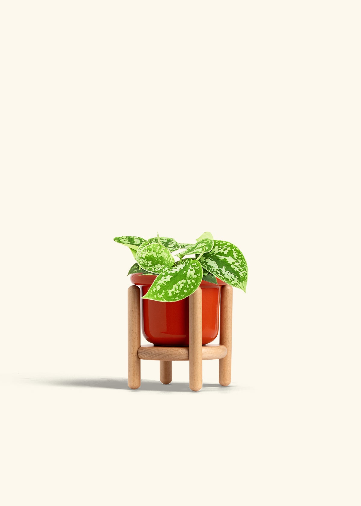 Scindapsus Silvery Ann in a 4 inches Fat Lip Red Planter in a Beech Wood Stand