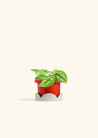 Scindapsus Silvery Ann in a 4 inches Fat Lip Red Planter in a Oat Petal Drip Tray