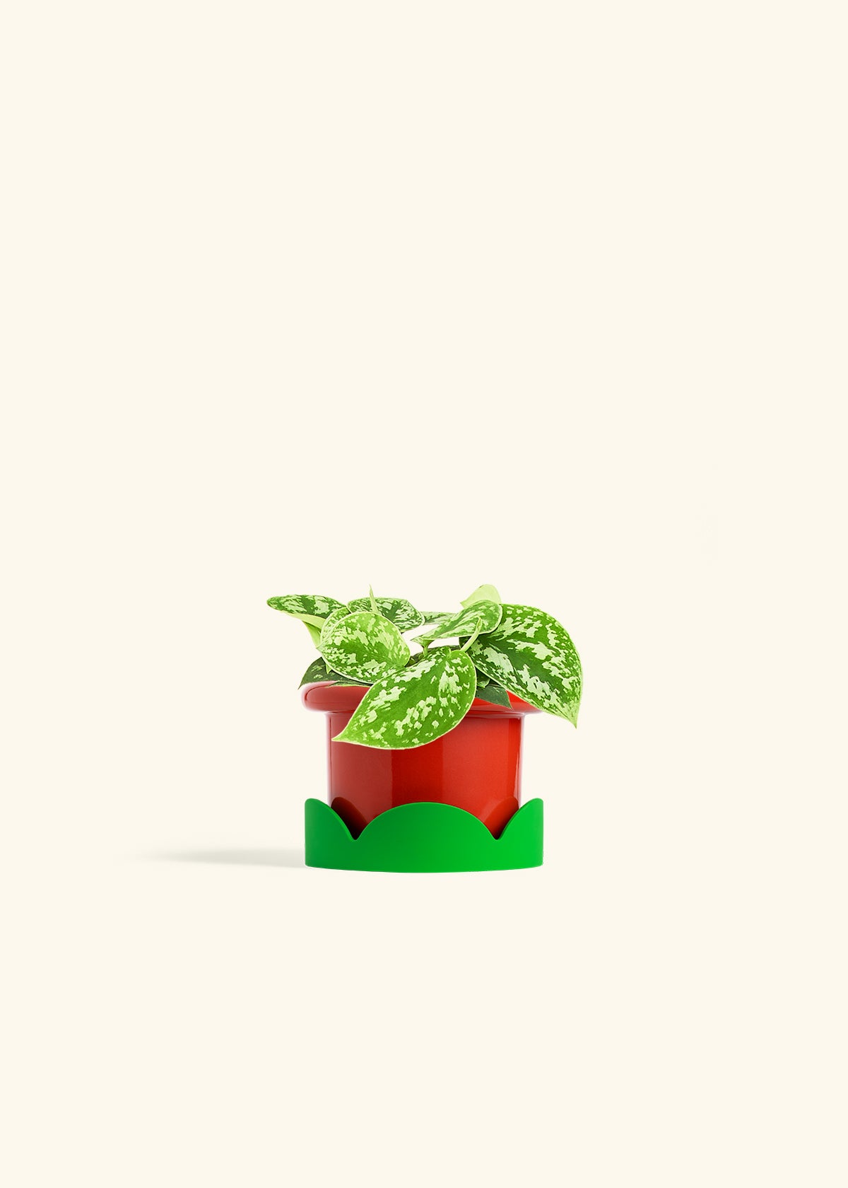 Scindapsus Silvery Ann in a 4 inches Fat Lip Red Planter in a Shamrock Petal Drip Tray