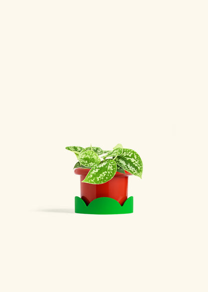 Scindapsus Silvery Ann in a 4 inches Fat Lip Red Planter in a Shamrock Petal Drip Tray