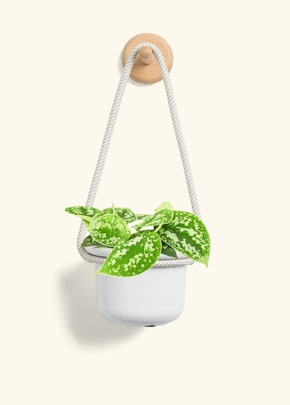 Scindapsus 'Silvery Ann', Small