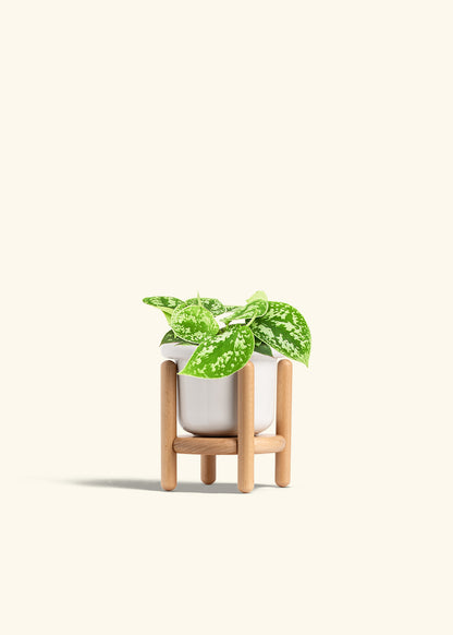 Scindapsus Silvery Ann in a 4 inches Fat Lip White Planter in a Beech Wood Stand