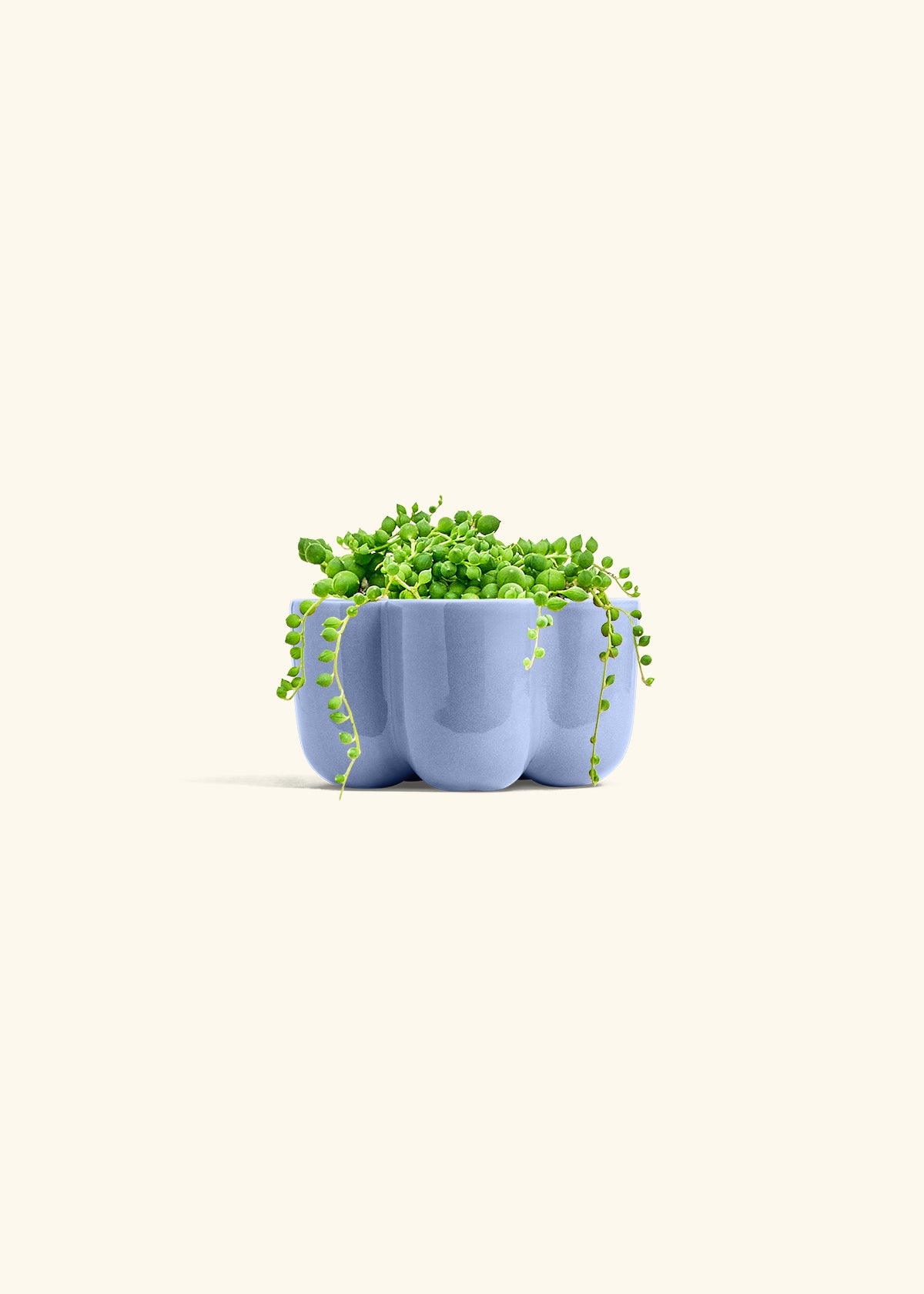 String of Pearls Succulent in a 4 inches in a Blue Petal Planter