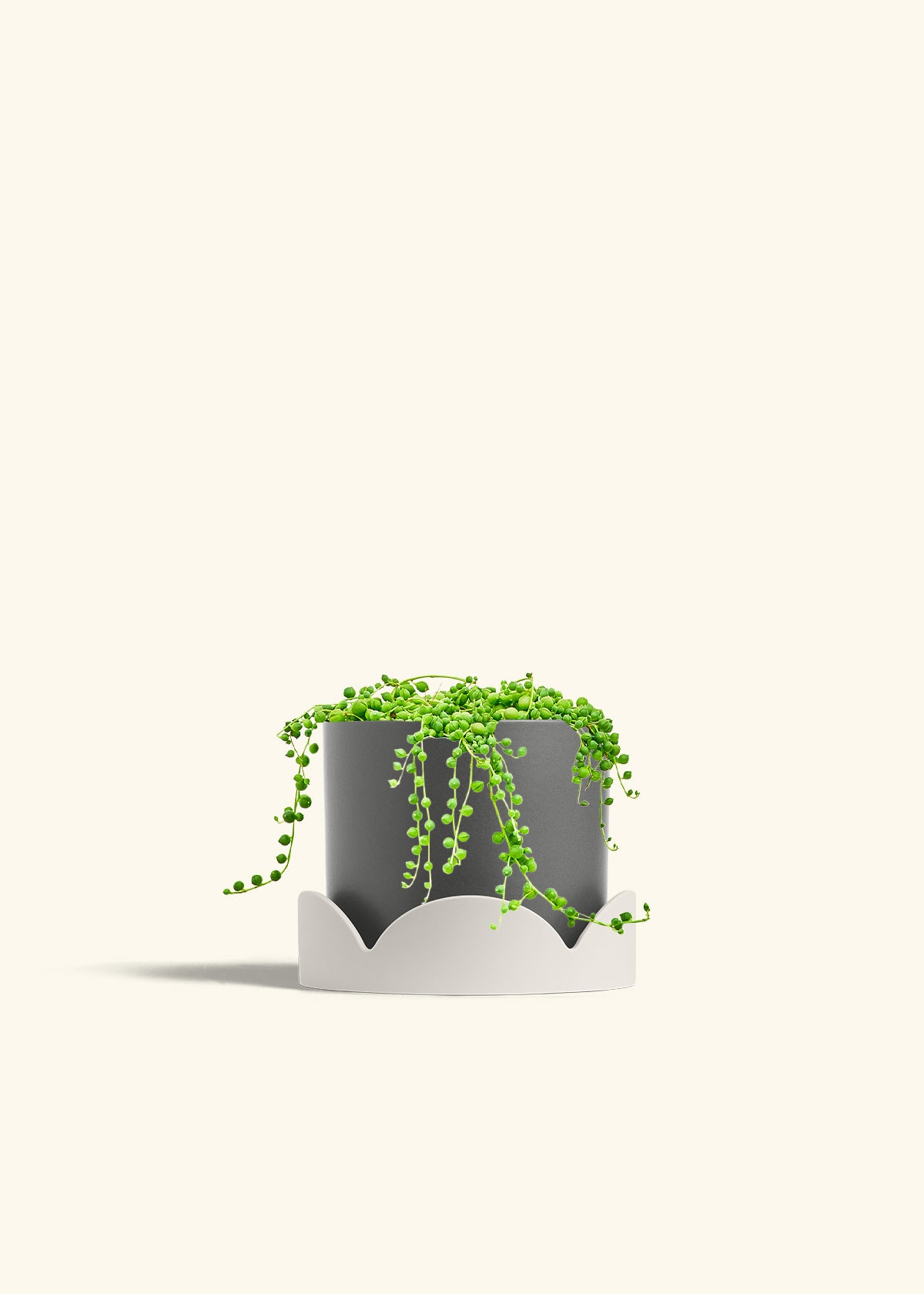 String of Pearls in a 6 inches Charcoal Classic Cylinder Planter in a Oat Petal Drip Tray