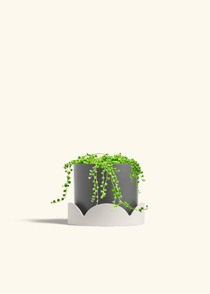 String of Pearls in a 6 inches Charcoal Classic Cylinder Planter in a Oat Petal Drip Tray