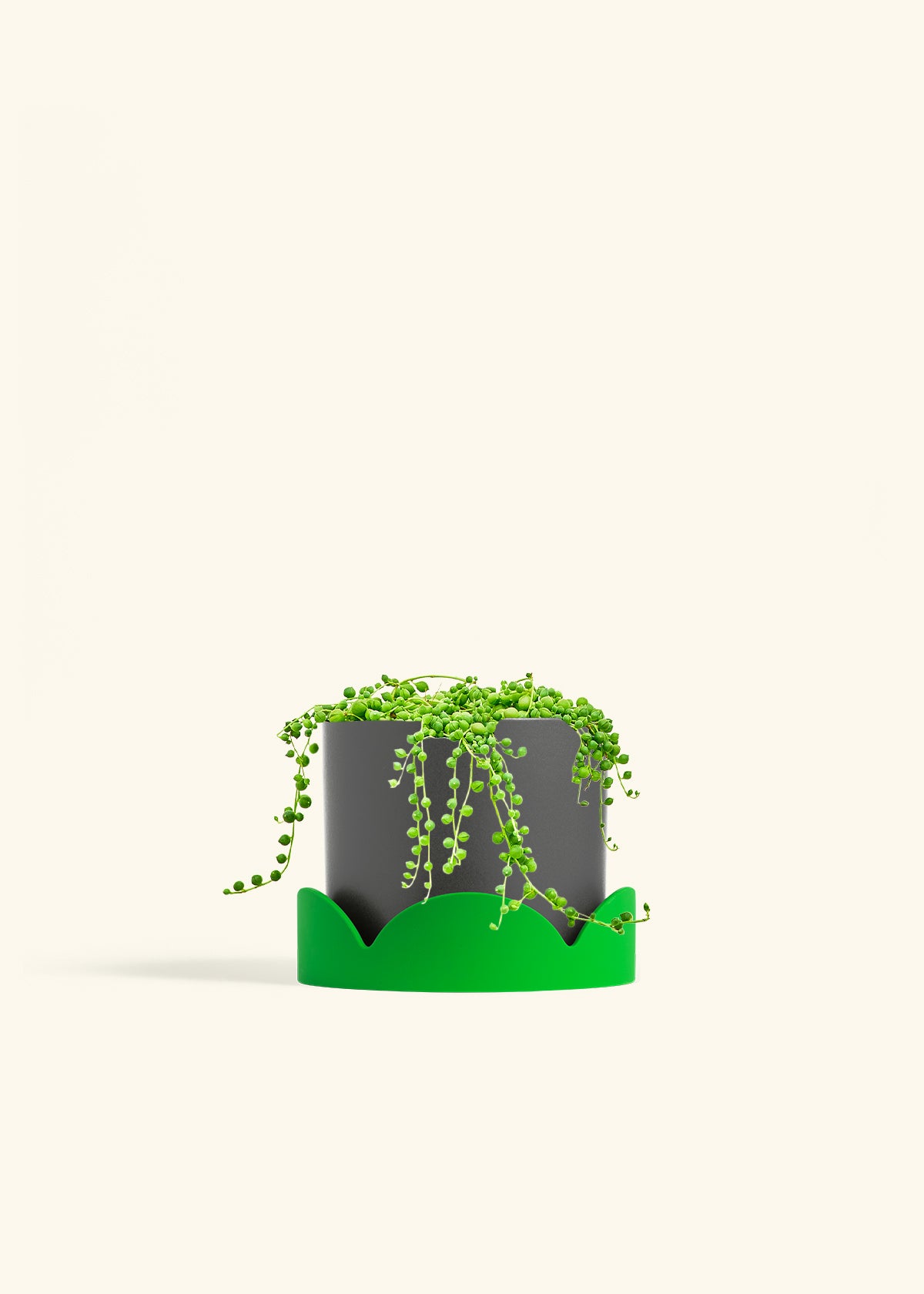 String of Pearls in a 6 inches Charcoal Classic Cylinder Planter in a Shamrock Petal Drip Tray