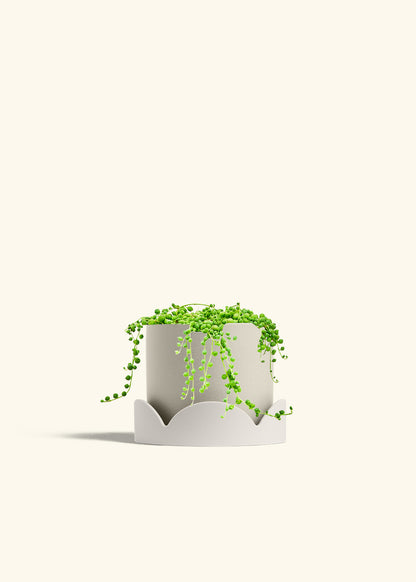 String of Pearls in a 6 inches Oat Classic Cylinder Planter in a Oat Petal Drip Tray