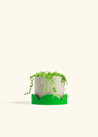 String of Pearls in a 6 inches Oat Classic Cylinder Planter in a Shamrock Petal Drip Tray